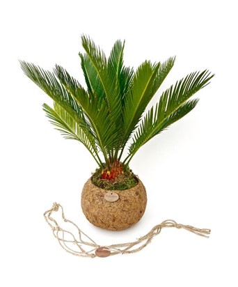 Sikas-Cycas Palmiyesi 40cm.
